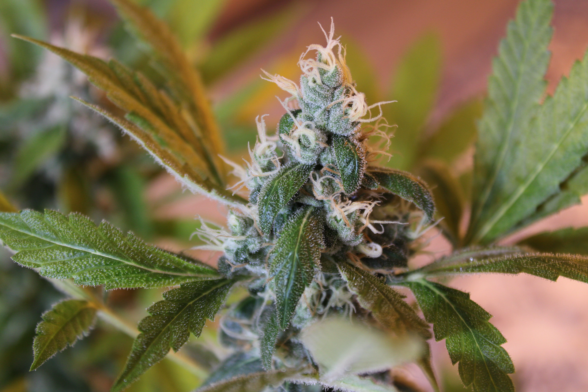 Baltazar Haze