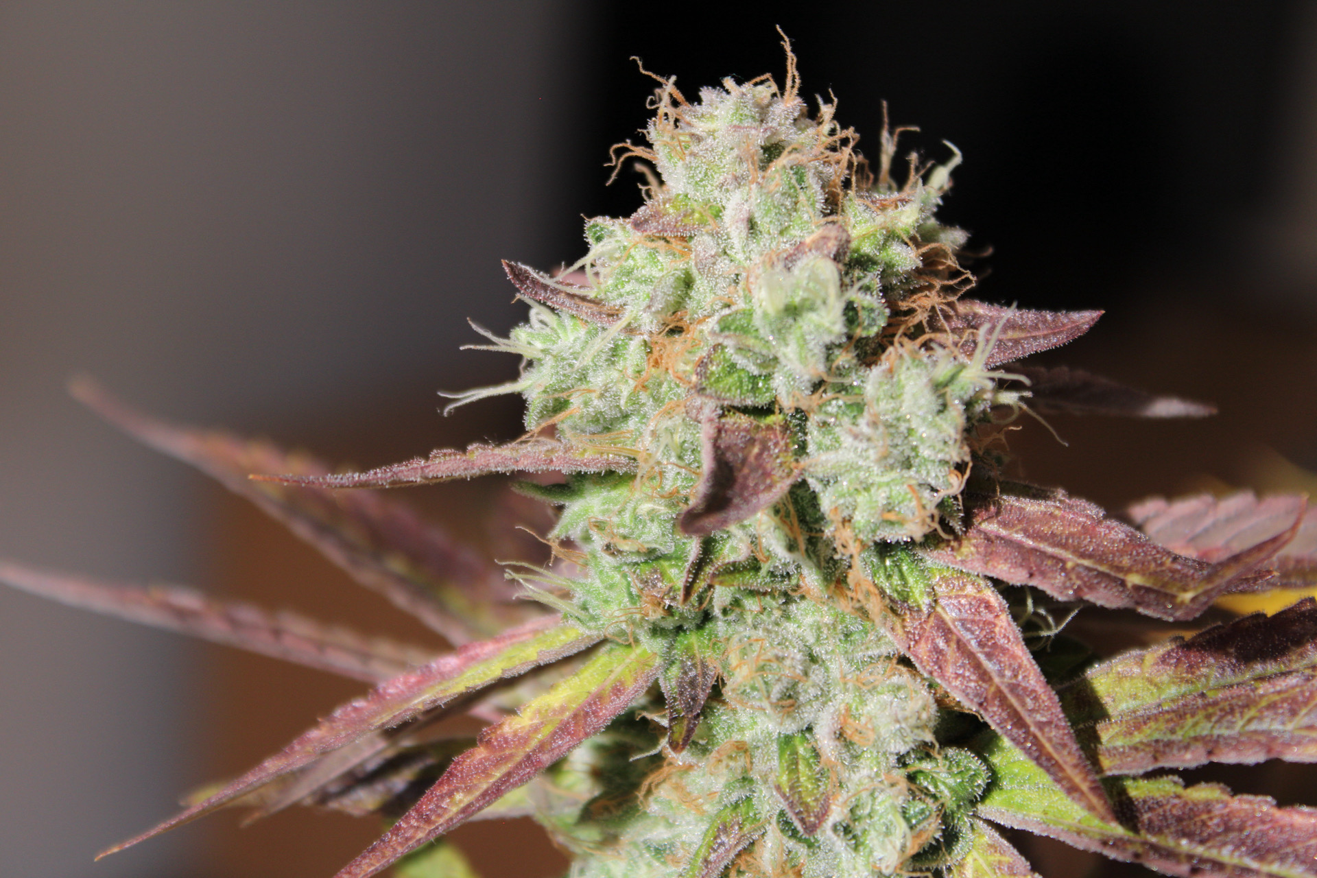 Baltazar Kush