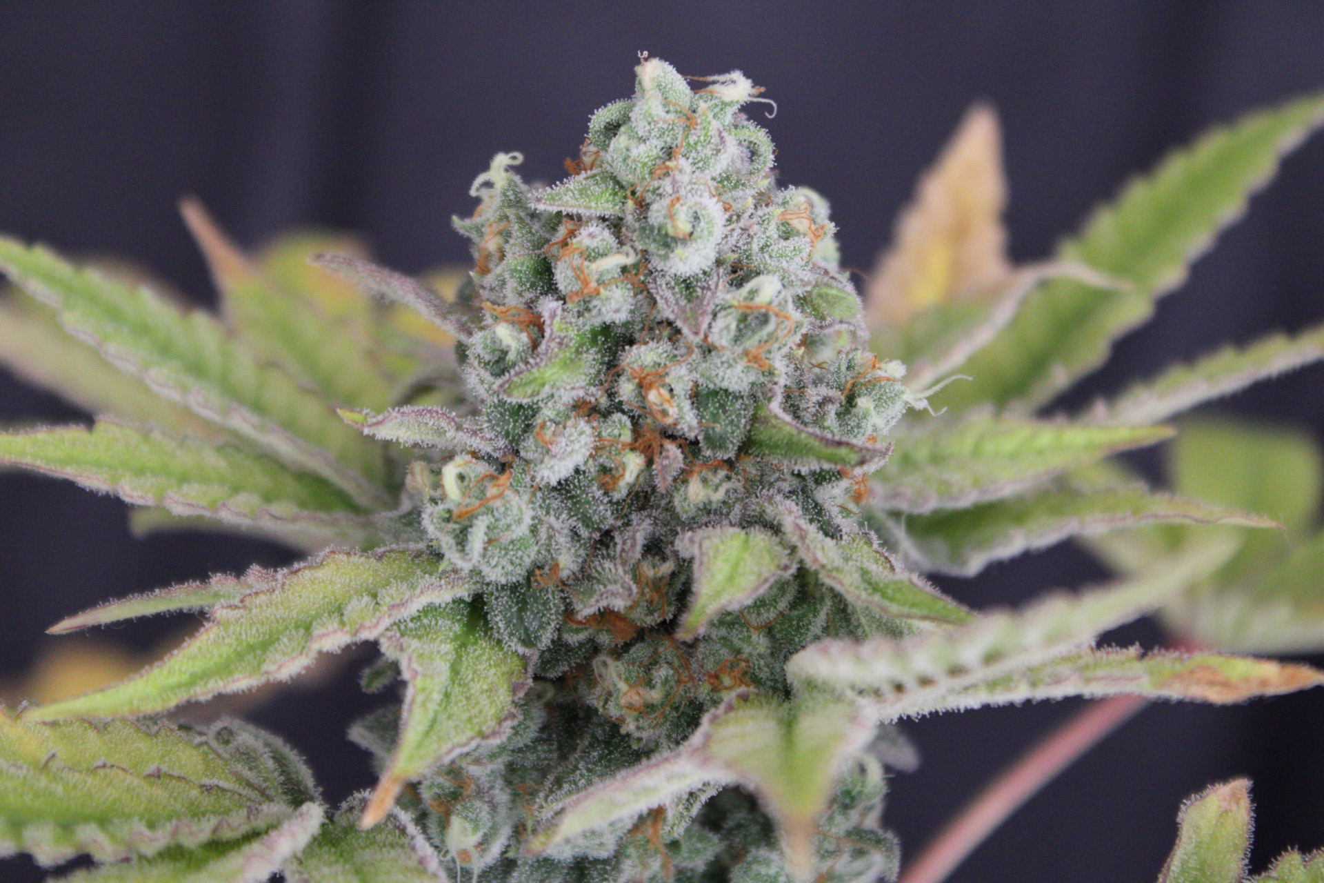 Baltazar White Widow