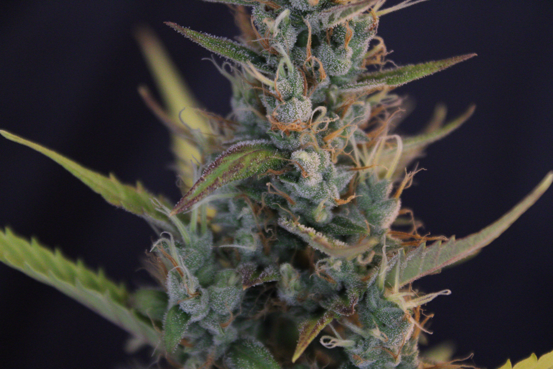 Baltazar Skunk