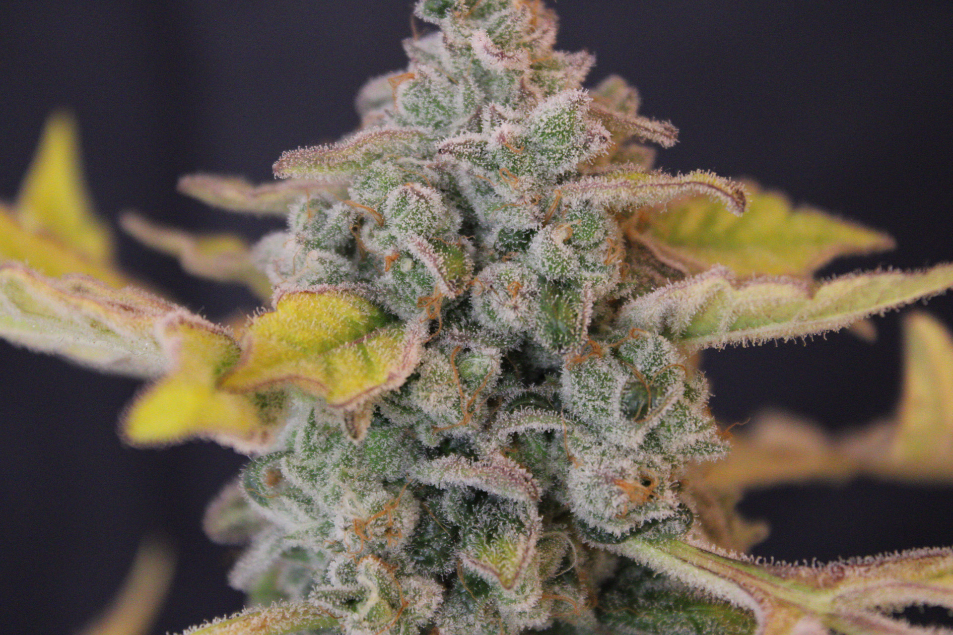 Baltazar Sour Diesel