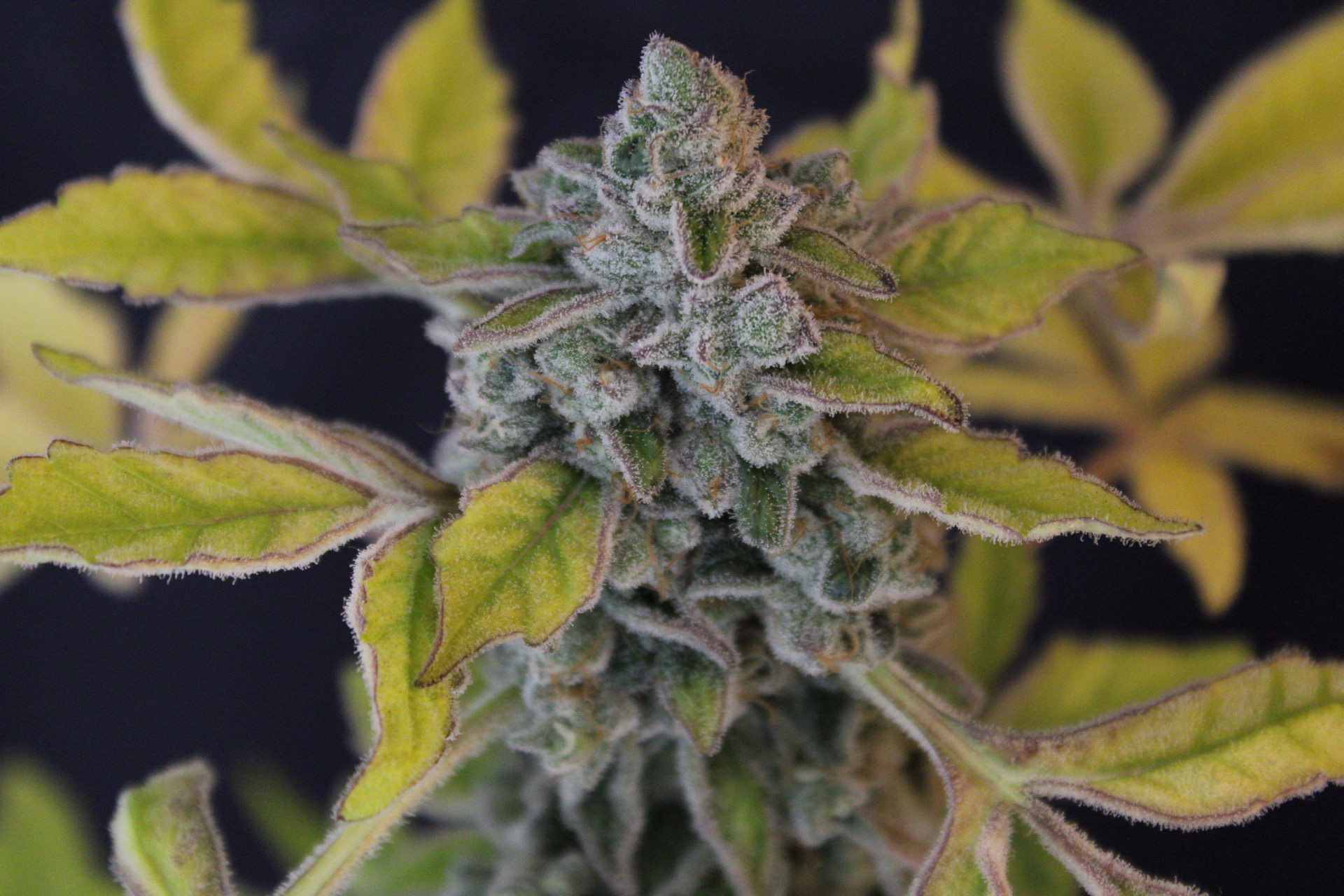 BALTAZAR SOUR DIESEL