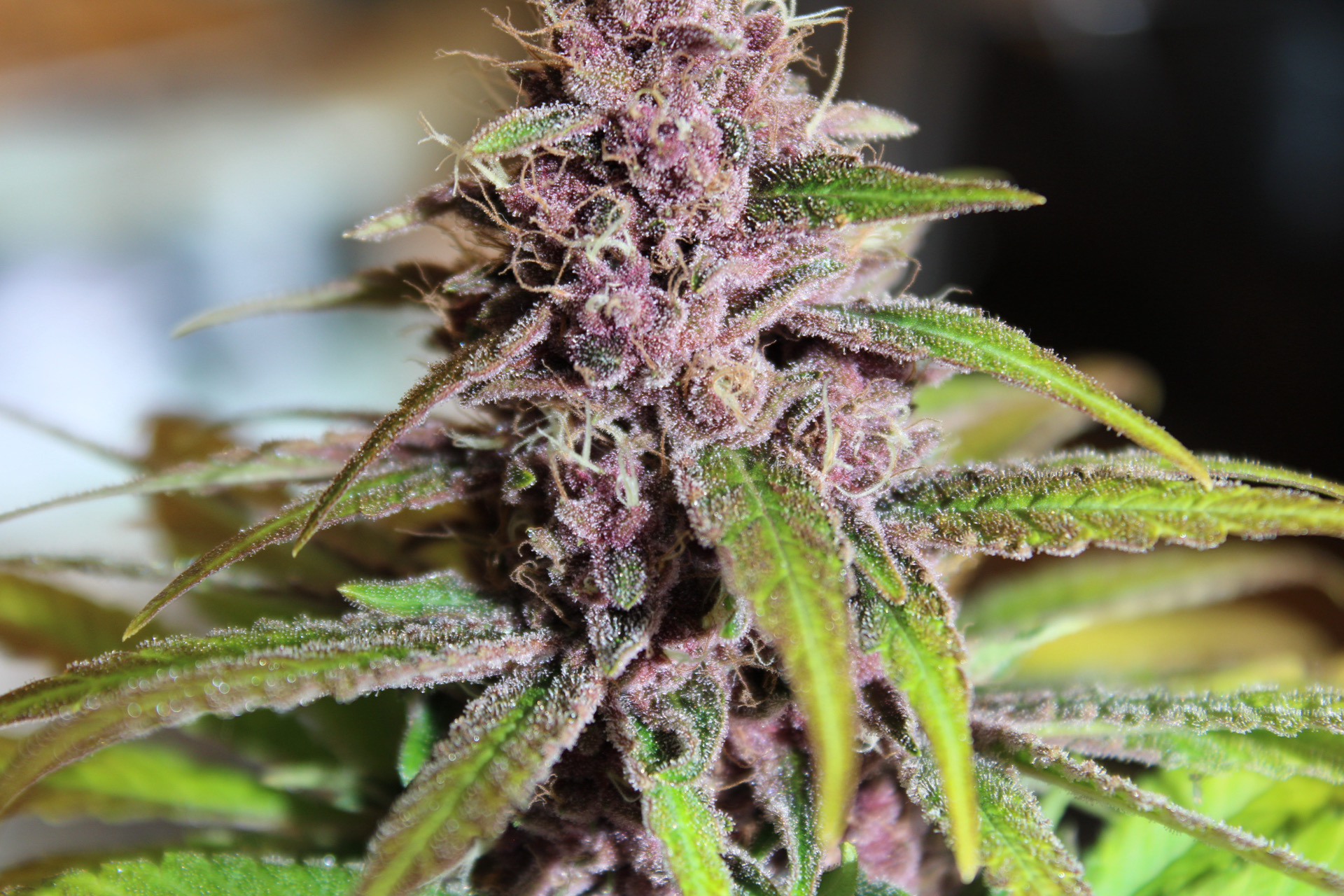 Baltazar Purple Nightmare