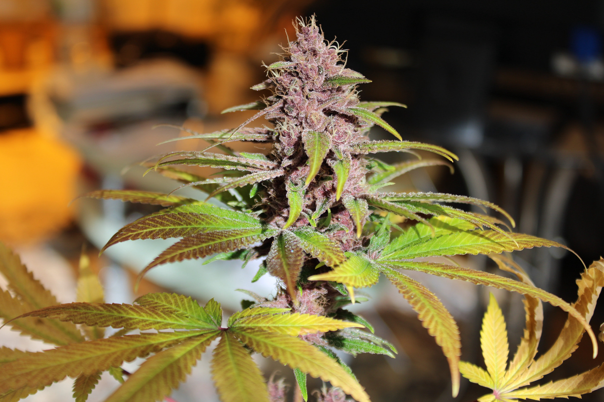 BALTAZAR PURPLE NIGHTMARE