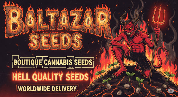 BALTAZAR SEEDS